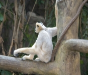 2019 02 21 MNNewZoo 029